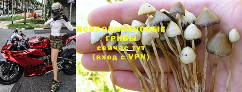 Галлюциногенные грибы Cubensis  Красногорск 